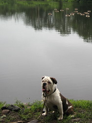 Bubba, Olde English Bulldog