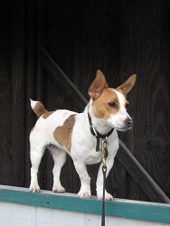 Lola, Jack Russell Terrier