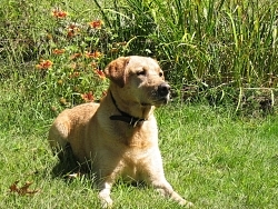 Quinn, Labrador Retriever