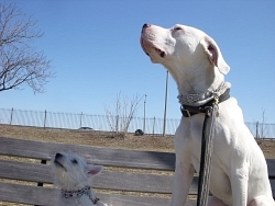 Chloe, West Highland White Terrier; Sidon, Dogo Argentino